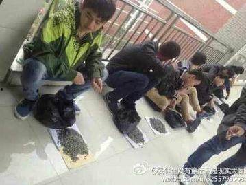 网友爆料金碧学校事件视频,校园冲突引发社会关注